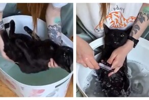 Купание  терпеливого кота