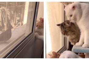 Кошачий наблюдательный пост