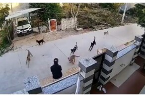Нападение бездомных собак на девушку в Индии