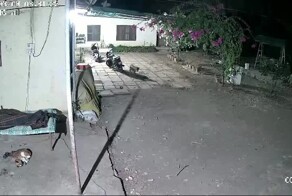 Леопард стащил пса из-под носа хозяина