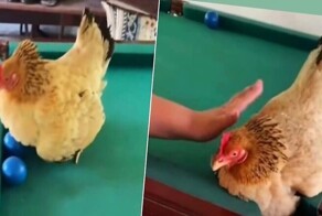 Курица  пригрела шары для бильярда