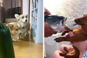 16 собак, которые пугаются странных и забавных вещей