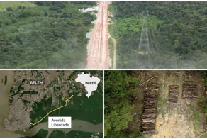 В Бразилии вырубили охраняемые тропические леса Амазонии ради проведения климатического саммита