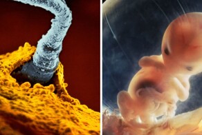 25 уникальных фотоснимков, подробно показывающих процесс зачатия и внутриутробного развития ребенка