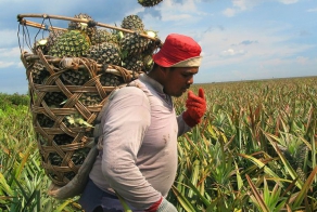 Где растут фрукты (37 фото)