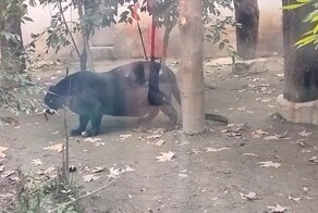 Пользователи сети переживают за здоровье толстой пантеры