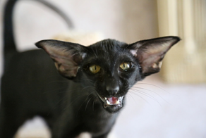 Они разрушат вашу квартиру и превратят привычную жизнь в ад: анти-топ пород кошек для новичка