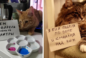 18 котиков, которых поймали с поличным и пристыдили, но они нисколько не сожалеют о своих преступлениях