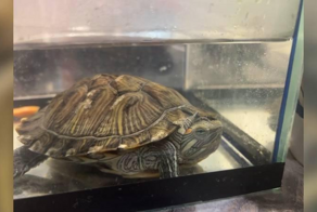 Девушка спасла черепаху, которую выбросили на лестничную клетку