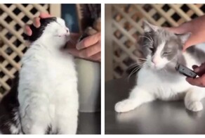 Виды кошачьих двигателей