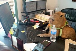 Герои нашего офиса: как питомцы делают нудную компьютерную рутину весёлой работой