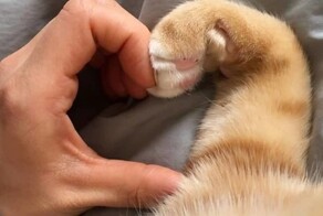 20+ котиков, которые любят всех и вся