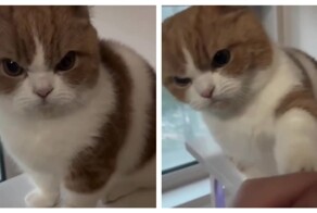 Милейший злыдень