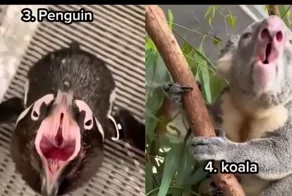 Животные, которые звучат не так, как мы себе представляем