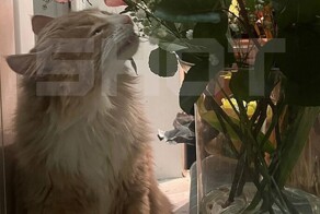 Коты против цветов: ветклиники переполнены после 8 Марта