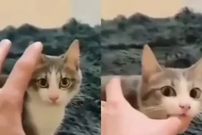 Самый угрожающий и опасный кусь был снят на видео