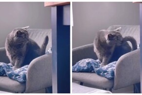 Коты и их хвосты