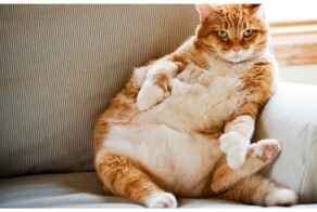 Будни бодипозитивных котов