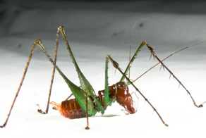 Паукообразный кузнечик: поставил на уши джунгли и насаживает добычу на шипы, словно шашлык