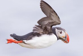 На общую тему&nbsp;