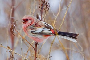 Всё вразнобой&nbsp;