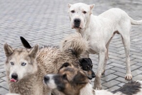 Депутат Госдумы приравнял бродячих собак к террористам и призвал относиться к ним соответствующим образом