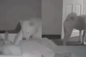 Контрольная проверка сна хозяина