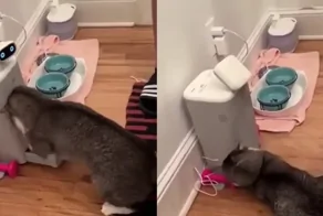 Кот пытается достать корм из&nbsp;автоматической кормушки