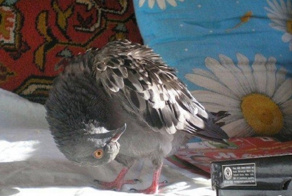 Голуби на улице странно крутят головой – что с ними, и не заразно ли это