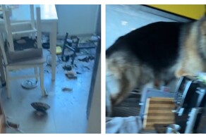 Собака огорчила поляка