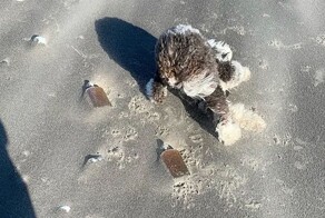 Мужчина случайно наткнулся на клад контрабандистов