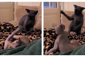 Сфинксы выясняют отношения