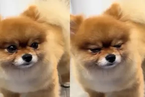 Пёс засыпает на ходу