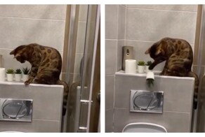 Кошка наводит порядок в туалете