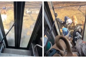 Будни владелицы собачьего автобуса