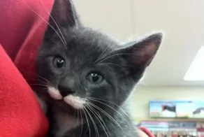 Мяугнаты мира животных: 20 котиков, которых природа одарила вдвойне