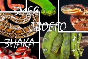 Гороскоп на предстоящий 2013 год (13 фото)