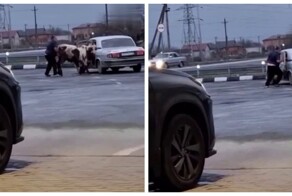 Во Владикавказе мужик посадил в Волгу двух коров и бычка — к удивлению, все поместились