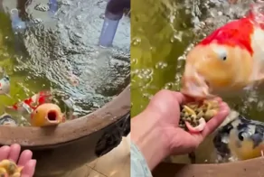 На видео сняли рыб, которые дадут фору любым домашним питомцам по прожорливости