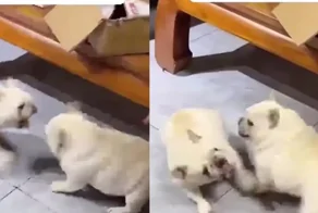 Забавный поединок двух псов