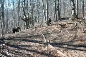 Мужчина топором отбился от медведицы