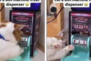 В США появились оригинальные кормушки для кошек, похожие на игровые автоматы