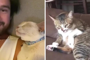 Реакция кошек на чих