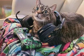 22 пушистых геймера, которые не хуже людей научились покорять виртуальные миры