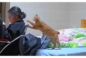 Кот наводит суету в доме хозяйки