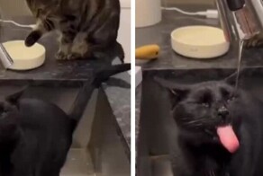 Не дай себе засохнуть: коты утоляют жажду