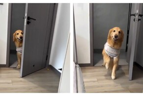 Сюрприз от четвероногого друга