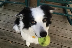 Лапы, хвосты и море любви: 20 пёселей, способных растопить даже ледяное сердце