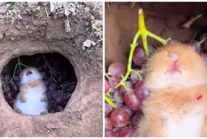 Кролик лакомится виноградом