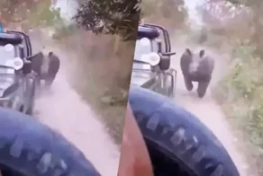 Носорог попытался перевернуть джип с туристами